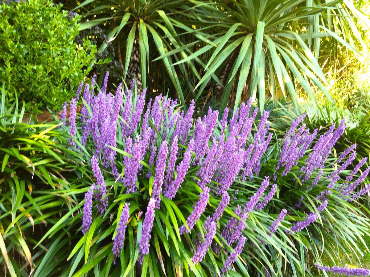 Iris 1 Lago Di Como دونغو المظهر الخارجي الصورة